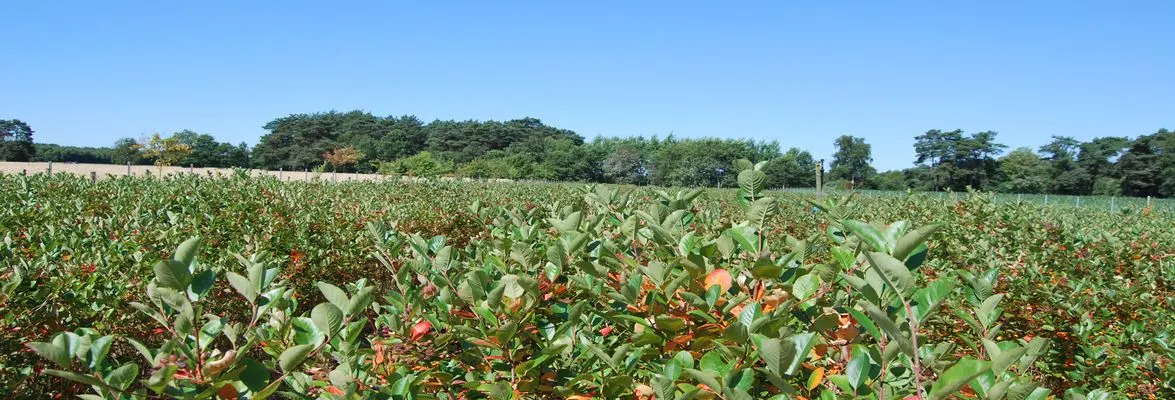 Aroniapflanzen auf dem Feld – Aufnahme aus dem Bildbestand von Heide Aronia