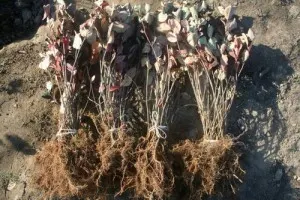 Aronia Pflanzen wurzelnackt