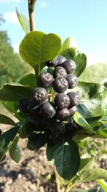 Aronia Plantagen Pflanzen